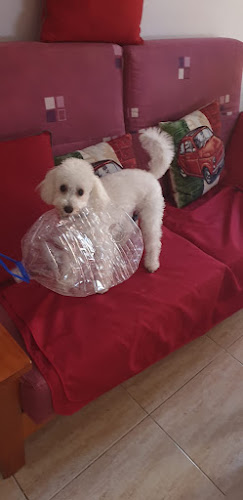 Guau Centro Canino en Santa Cruz De Tenerife