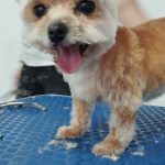Guau Look – Peluquería Canina en Palma
