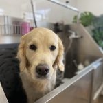 Guau, Que Look! By Las Azancas – Peluquería Canina en Es