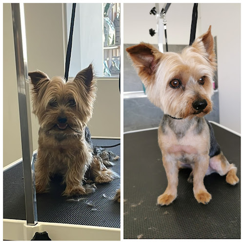 Guaupísimos Peluquería Y Estética Canina en Murcia