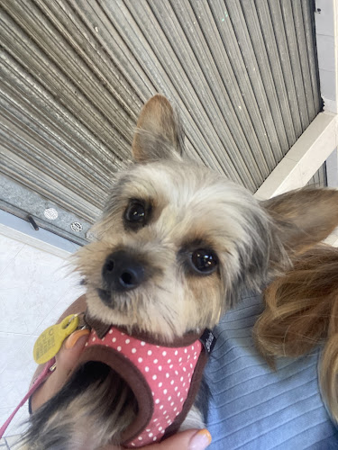 Hakuna Matata en Málaga