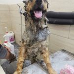 Hakuna Mil Patas – Peluquería Canina en Las Palmas De Gran Canaria