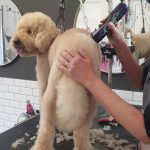 Happy Dogs Mallorca – Peluquería Canina en Marratxinet
