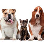 Hospital Veterinario La Fortuna | Mivet – Peluquería Canina en Leganés