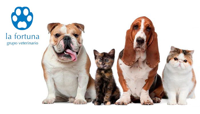 Hospital Veterinario La Fortuna | Mivet en Madrid