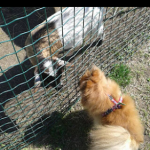 Hospital Veterinario Sierra De Madrid – Peluquería Canina en San Agustín Del Guadalix