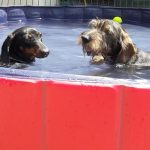 Hotel Canino Tatinejos – Peluquería Canina en Es