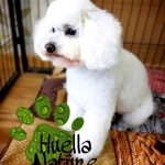 Huella Nature – Peluquería Canina en Lugones