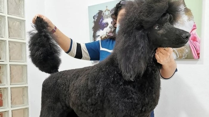 Huellas Animal en Málaga