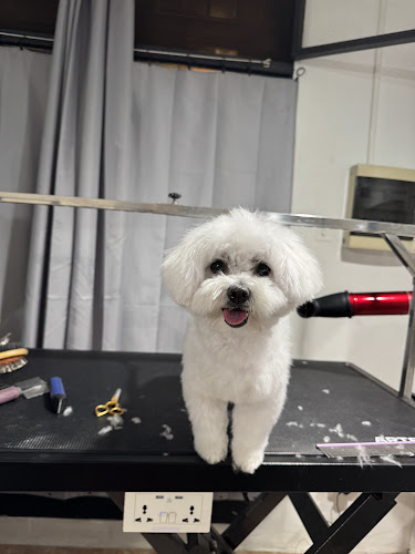 Huellas Peluqueria Canina en Sevilla