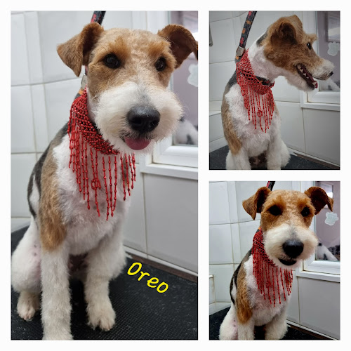 Huellas Peluqueria Canina en Cantabria