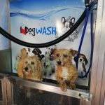 I Love Dog Wash Calafell - Peluquería Canina Y Autolavado – Peluquería Canina en Calafell