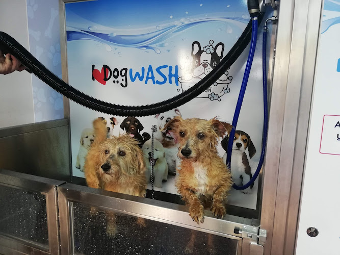 I Love Dog Wash Calafell - Peluquería Canina Y Autolavado en Tarragona