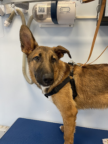 I Love Dog Wash | Zaragoza - Autolavado De Mascotas en Zaragoza