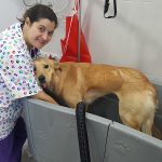 I Love Perros – Peluquería Canina en Alcañiz