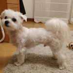 Ideafix Peluquería Canina – Peluquería Canina en Logroño
