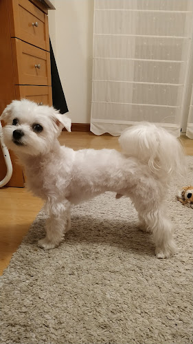Ideafix Peluquería Canina en La Rioja