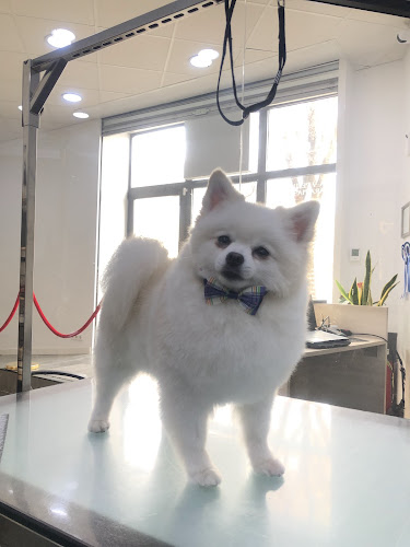 Imperio Pet’s - Peluqueria Canina Madrid en Madrid