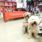 Incondicional Castellón - Peluquería Canina Y Tienda De Artículos Para Mascotas – Peluquería Canina en Castellón De La Plana