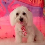 Indipets – Peluquería Canina en San Vicente Del Raspeig