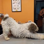 Inma Allende Peluquería Canina – Peluquería Canina en Gijón