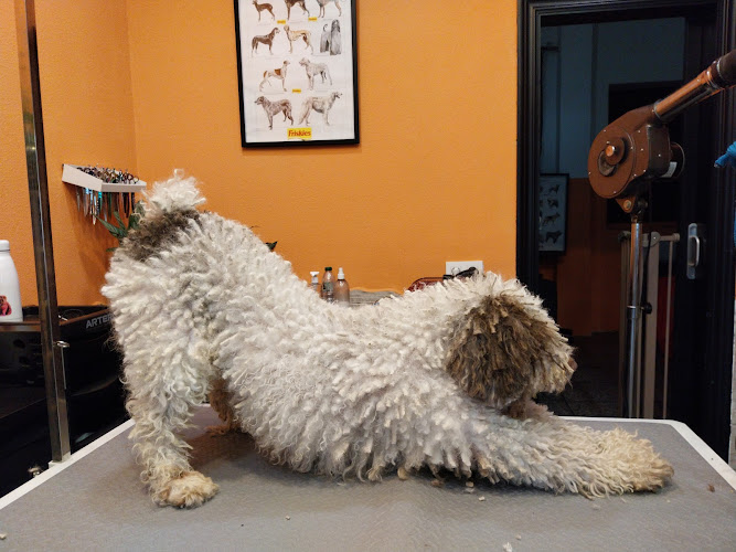 Inma Allende Peluquería Canina en Asturias