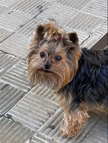 Inmacan Peluquería Canina en Sevilla