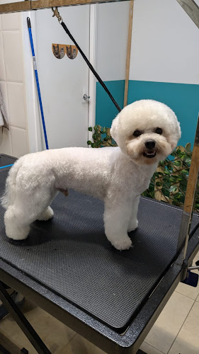 Inu Animals Nutrición Y Peluquería Canina en Barcelona