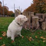 Jarlusa – Peluquería Canina en Vitoria-gasteiz