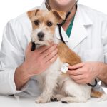 Jc1Veterinarios – Peluquería Canina en Santiago Y Zaraíche