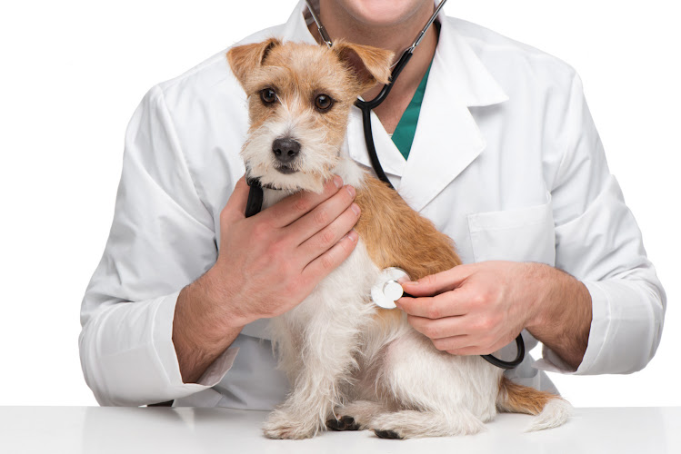 Jc1Veterinarios en Murcia