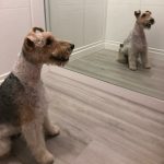 Juethalma – Peluquería Canina en Rincón De La Victoria