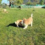 Kan-Gurea – Peluquería Canina en Ayegui