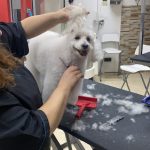Kayda Peluqueria Canina Y Complementos – Peluquería Canina en Llucmajor