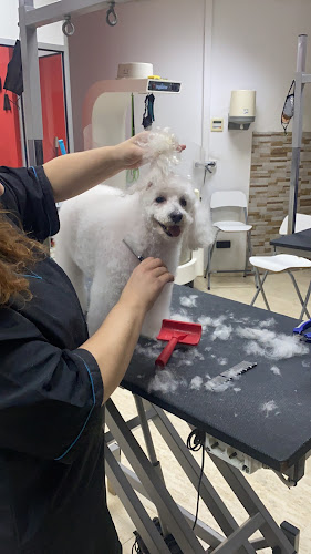 Kayda Peluqueria Canina Y Complementos en Balearic Islands