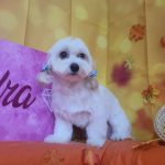 Kendra Estilisme Peluqueria Canina Y Felina – Peluquería Canina en Valls
