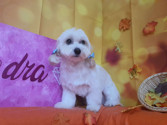 Kendra Estilisme Peluqueria Canina Y Felina en Tarragona