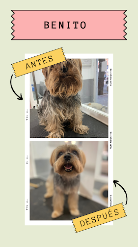 Kh Peluqueria Canina en Madrid