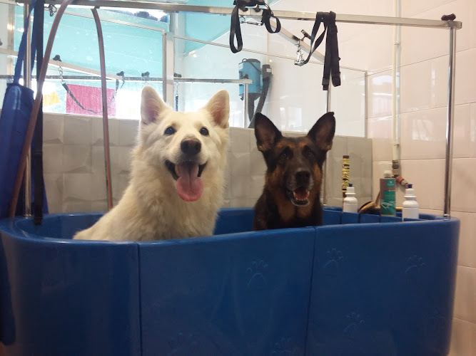 Kiandu Y Uma La Pelu Canina Del Nuevo Parque en Huelva