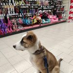 Kiwoko. Mundo Animal – Peluquería Canina en Pamplona