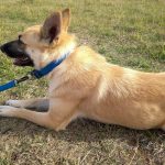 Kiwoko. Mundo Animal – Peluquería Canina en Vitoria-gasteiz