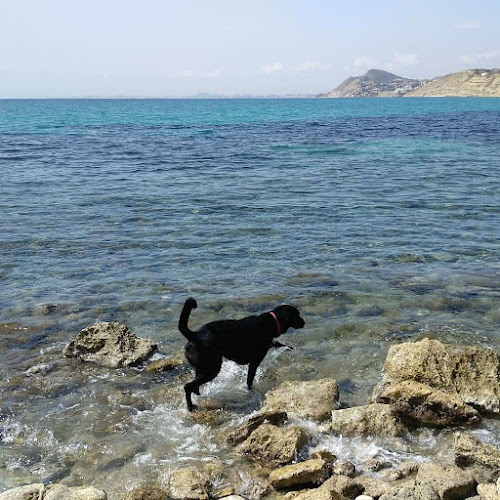 Kiwoko. Mundo Animal en Alicante