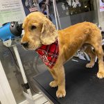 Kukies Peluquería Canina Y Felina – Peluquería Canina en Sa Vileta-son Rapinya