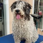 Kukur Tihar – Peluquería Canina en Pamplona