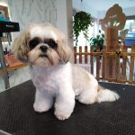 La Bañera De Eva · Peluquería Canina Santander – Peluquería Canina en Santander