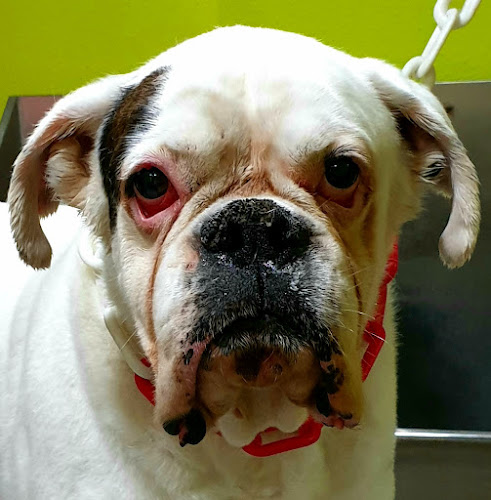 La Bañera Verde - Peluquería Canina en Alicante