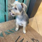 La Barbería De Teo - Peluquería Canina Y Felina – Peluquería Canina en Logroño