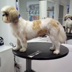 La Barbuda Salón Canino – Peluquería Canina en Palma