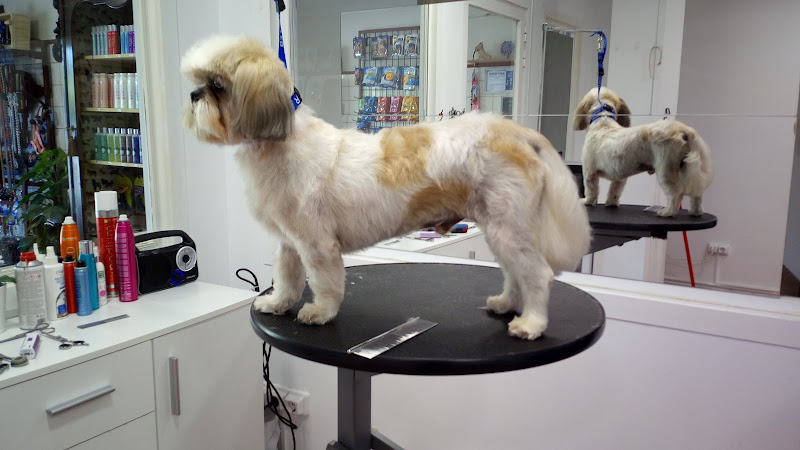 La Barbuda Salón Canino en Balearic Islands