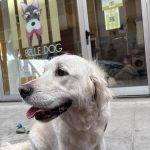 La Belle Dog – Peluquería Canina en Las Palmas De Gran Canaria
